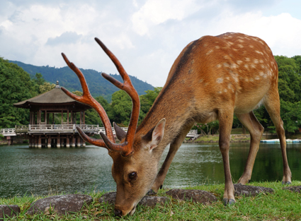 奈良鹿：神的使者與奈良公園之美